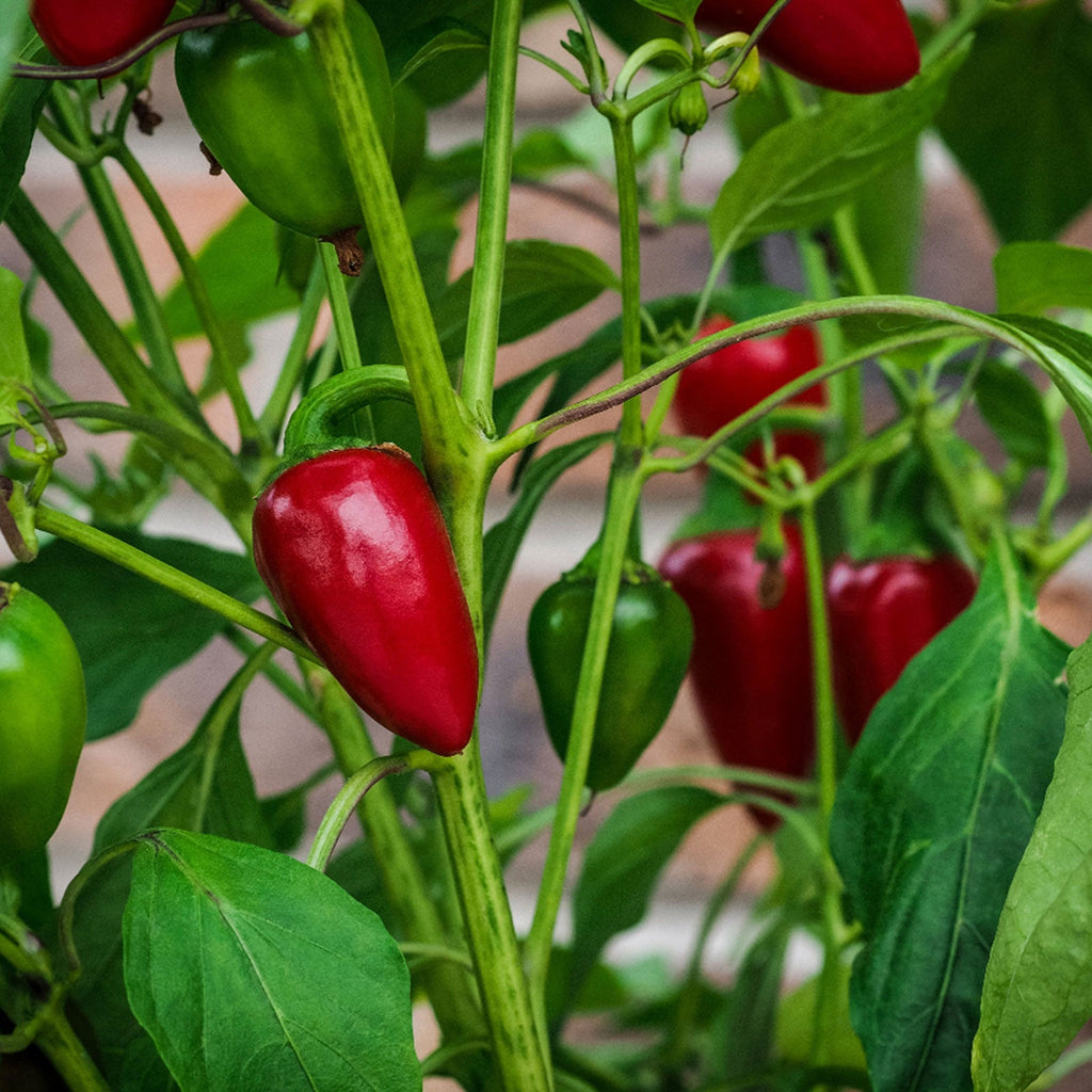 Early Jalapeno Pepper Seeds