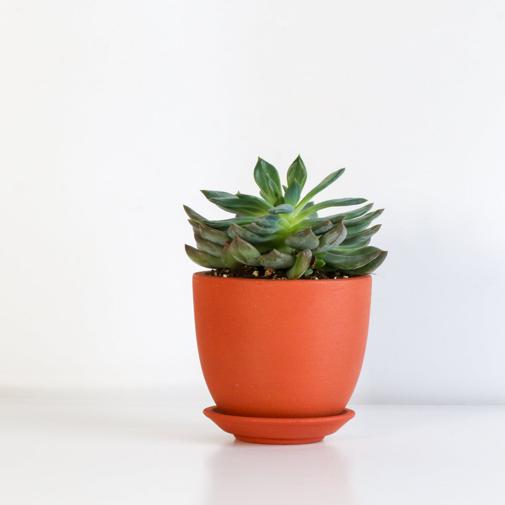 Echeveria 'Mystery' Succulent