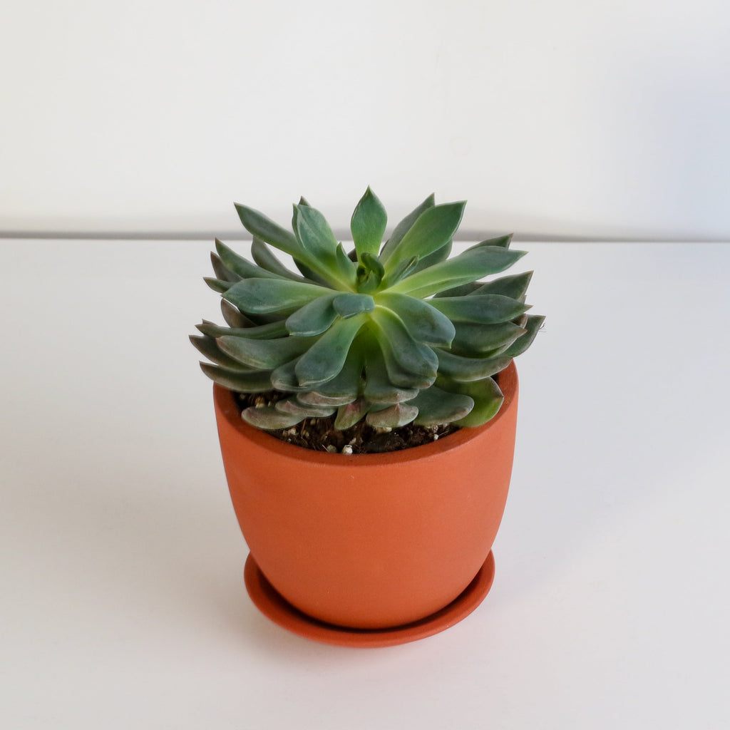 Echeveria 'Mystery' Succulent