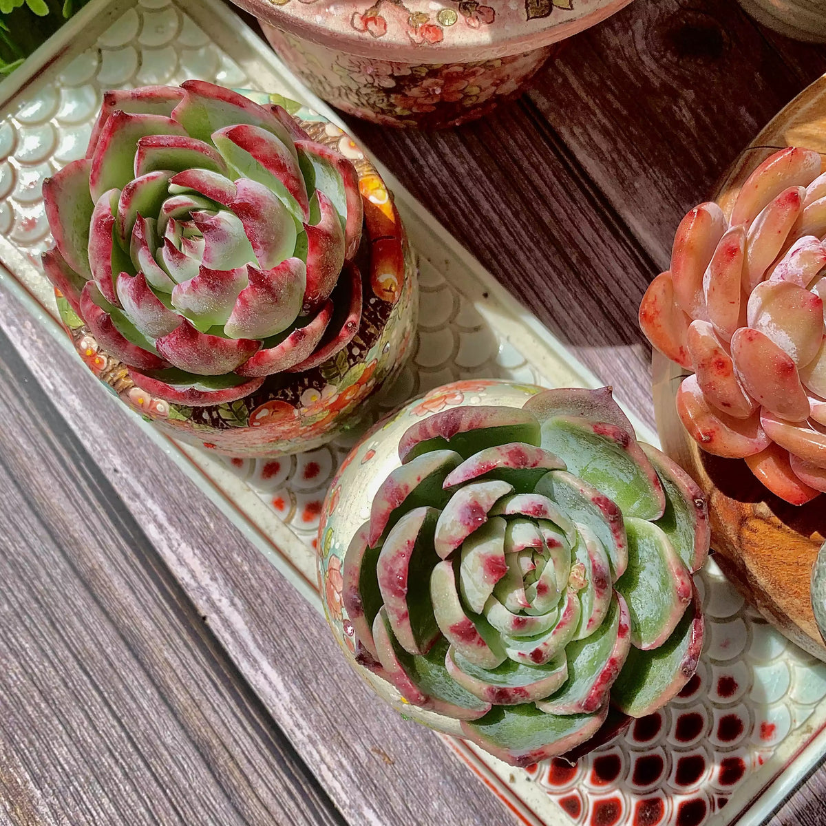 Echeveria Agavoides Casio