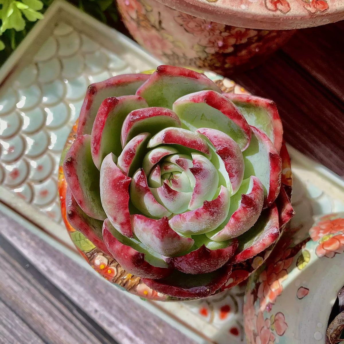 Echeveria Agavoides Casio