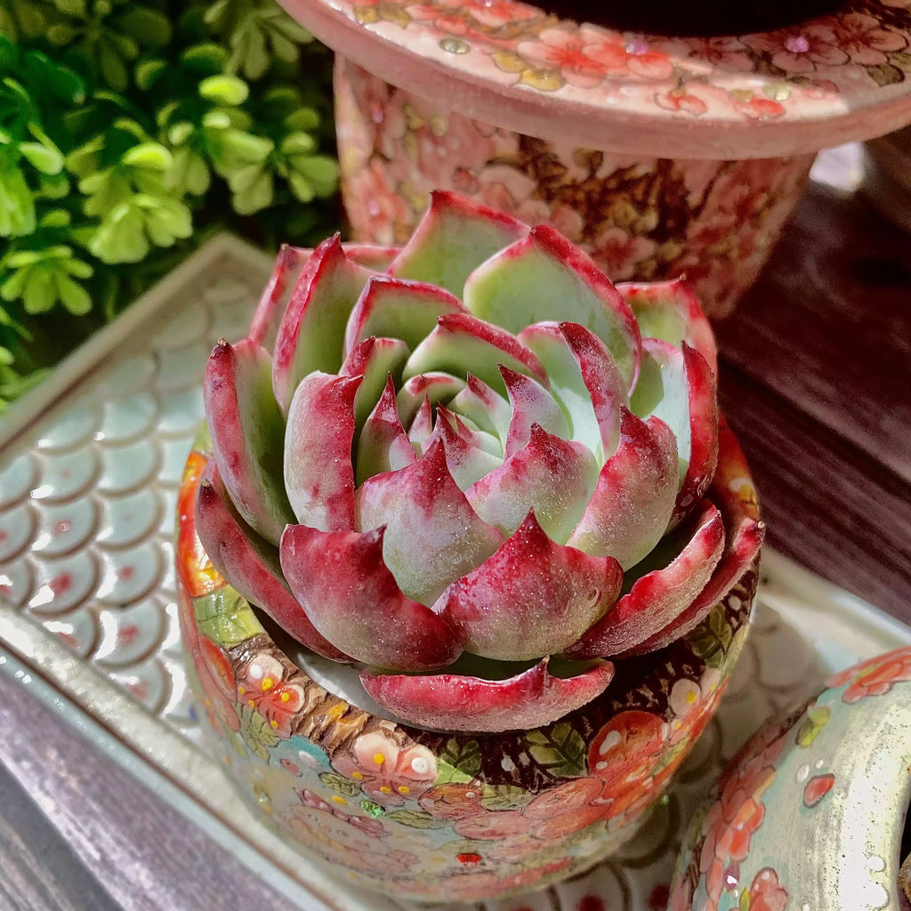 Echeveria Agavoides Casio