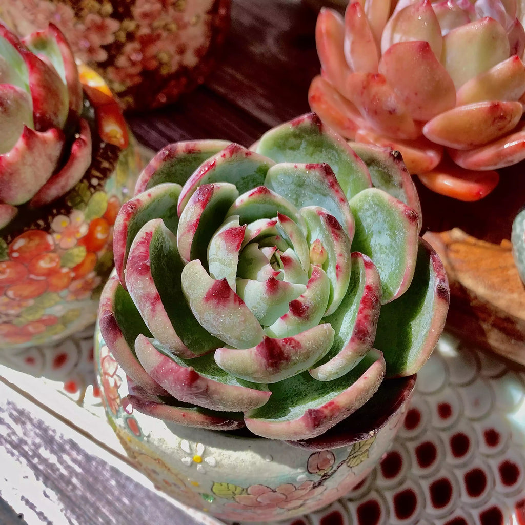 Echeveria Agavoides Casio
