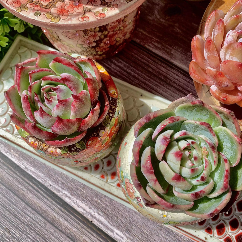 Echeveria Agavoides Casio
