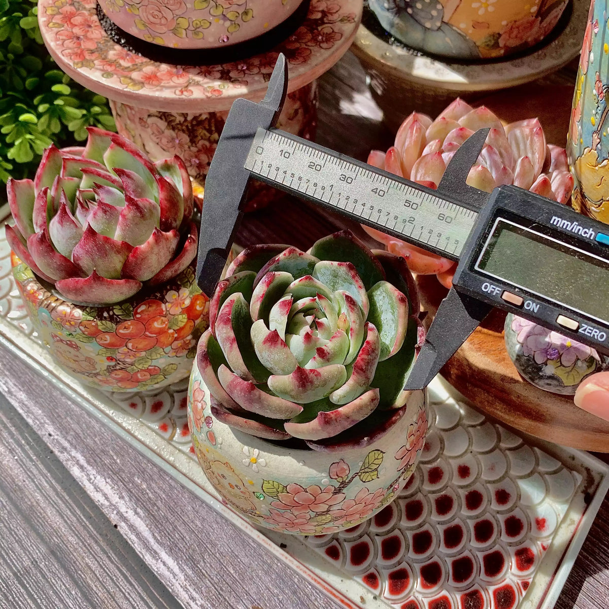 Echeveria Agavoides Casio
