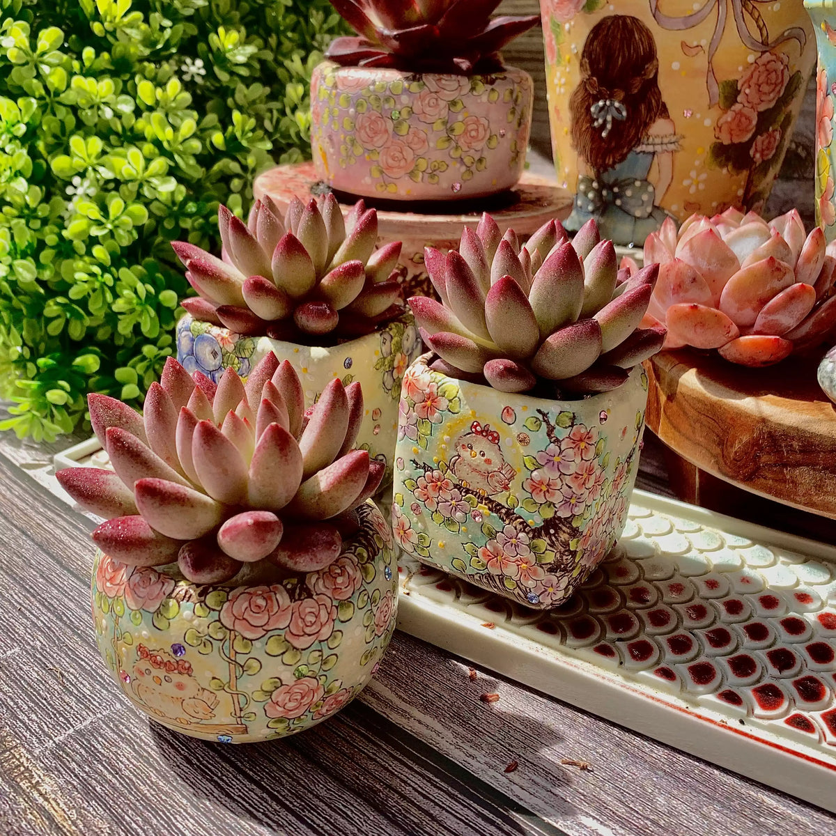 Echeveria ‘Cherry’ Succulent Plant