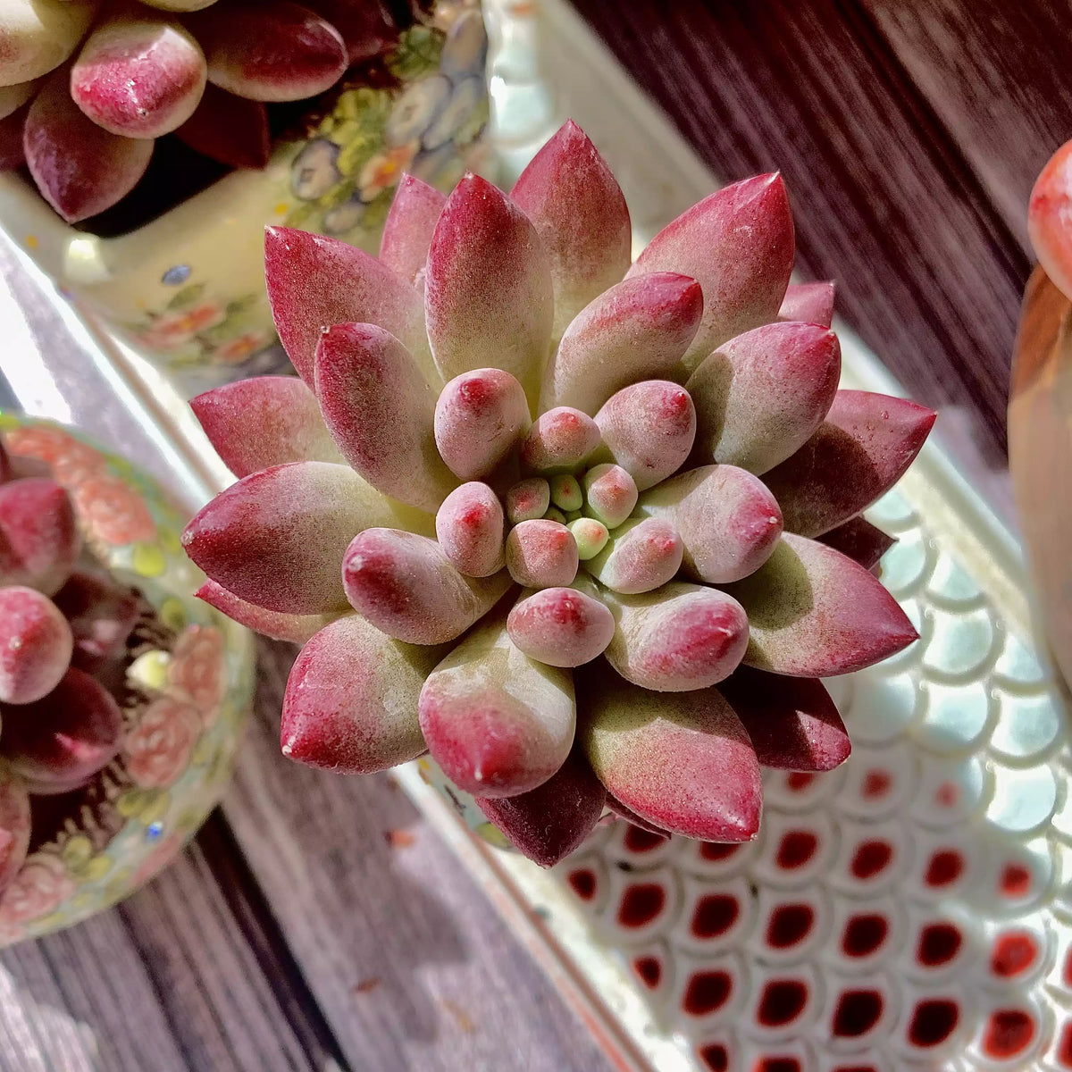 Echeveria ‘Cherry’ Succulent Plant
