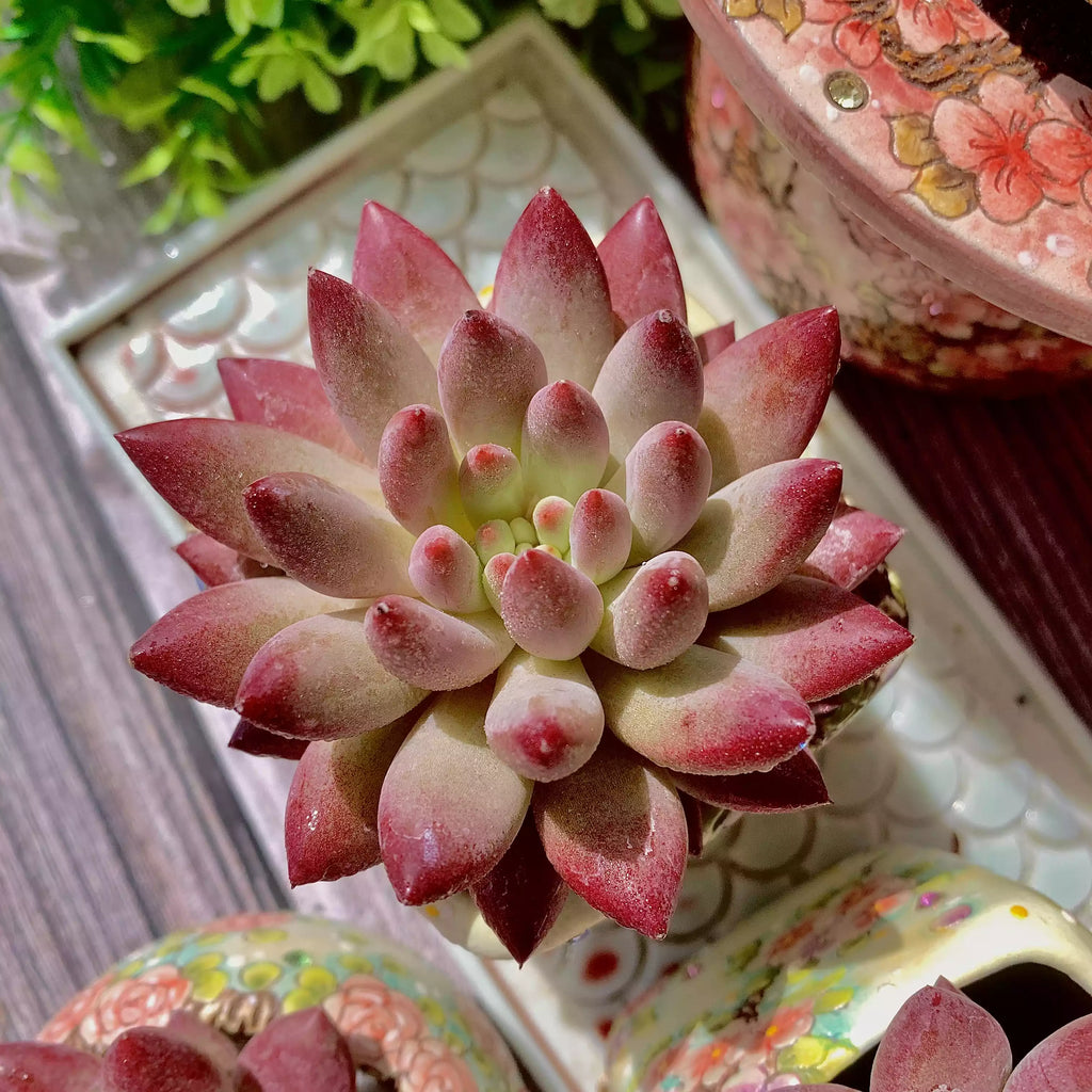 Echeveria ‘Cherry’ Succulent Plant