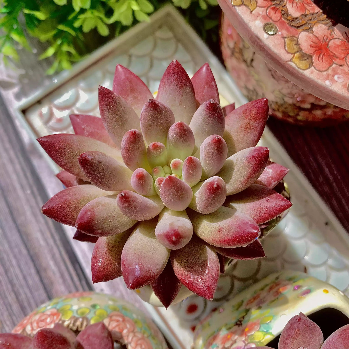 Echeveria ‘Cherry’ Succulent Plant