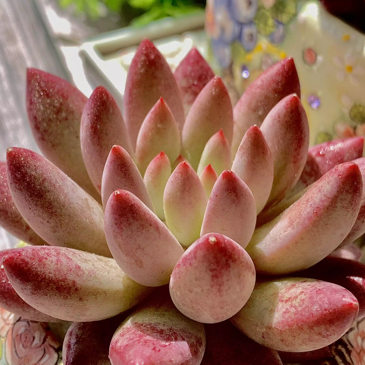 Echeveria ‘Cherry’ Succulent Plant