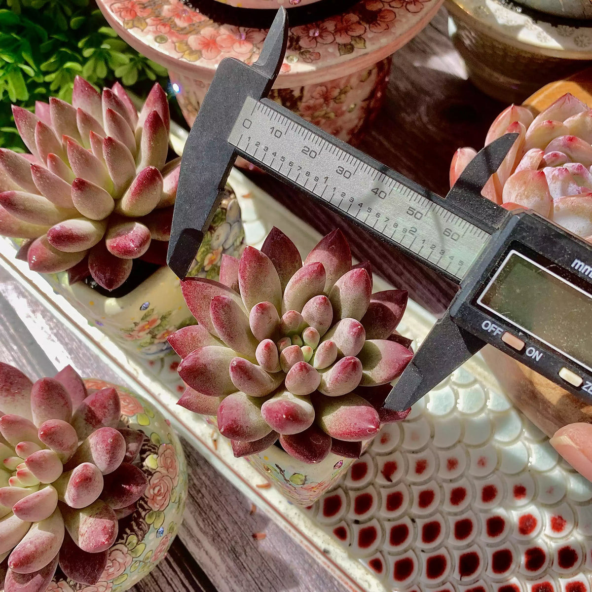 Echeveria ‘Cherry’ Succulent Plant