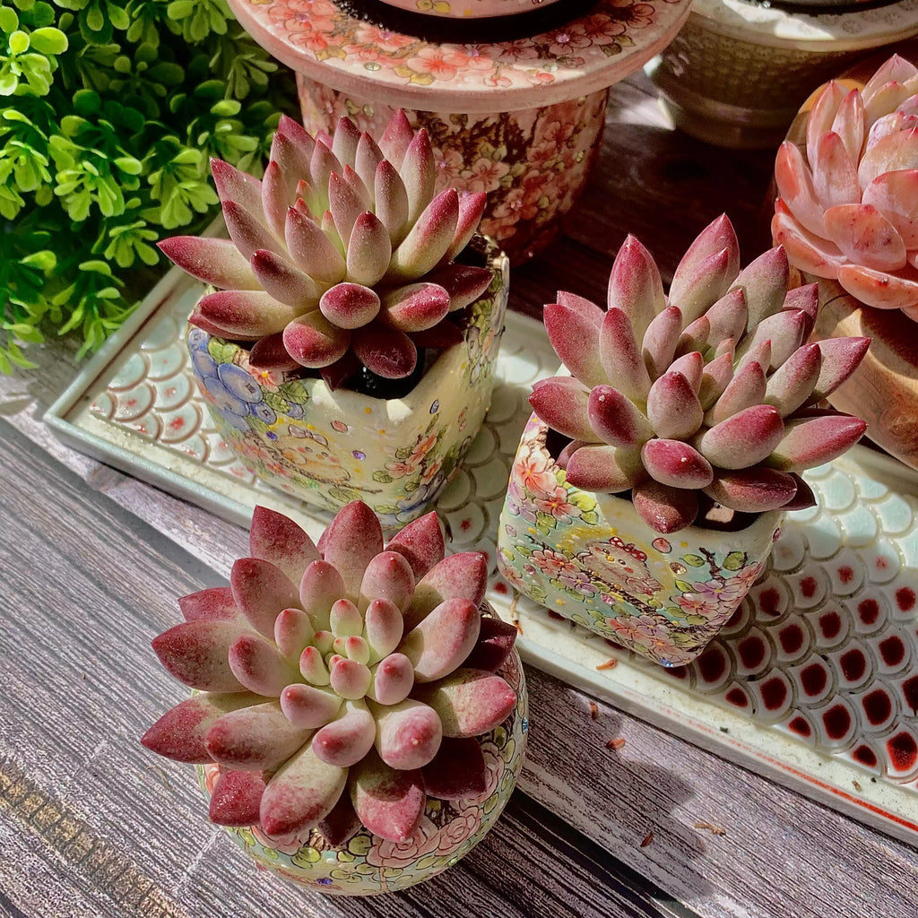 Echeveria ‘Cherry’ Succulent Plant