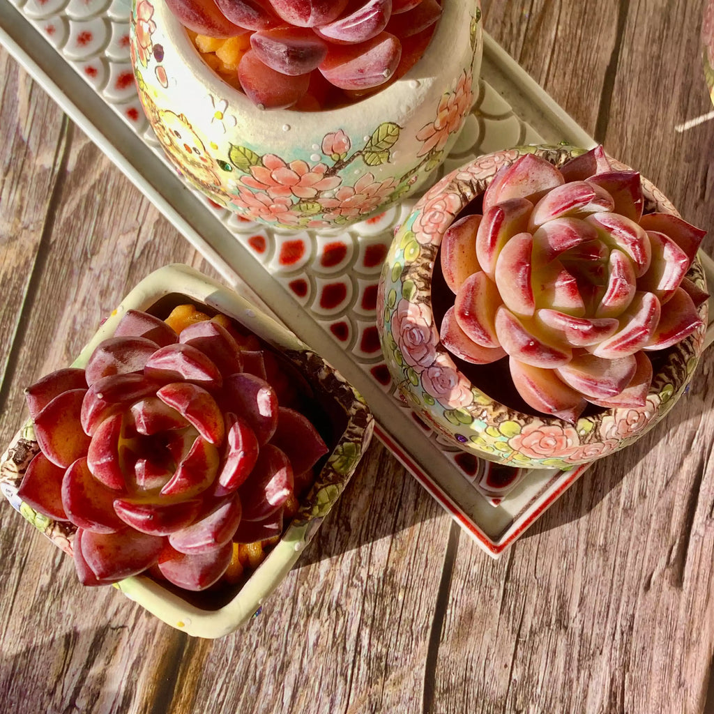 Echeveria LoveBird