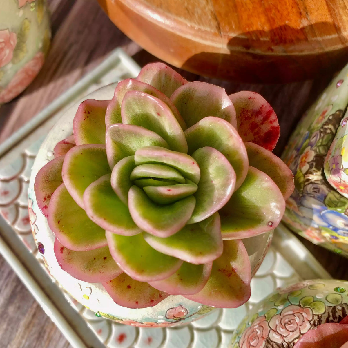 Echeveria Ice Rose Variegated