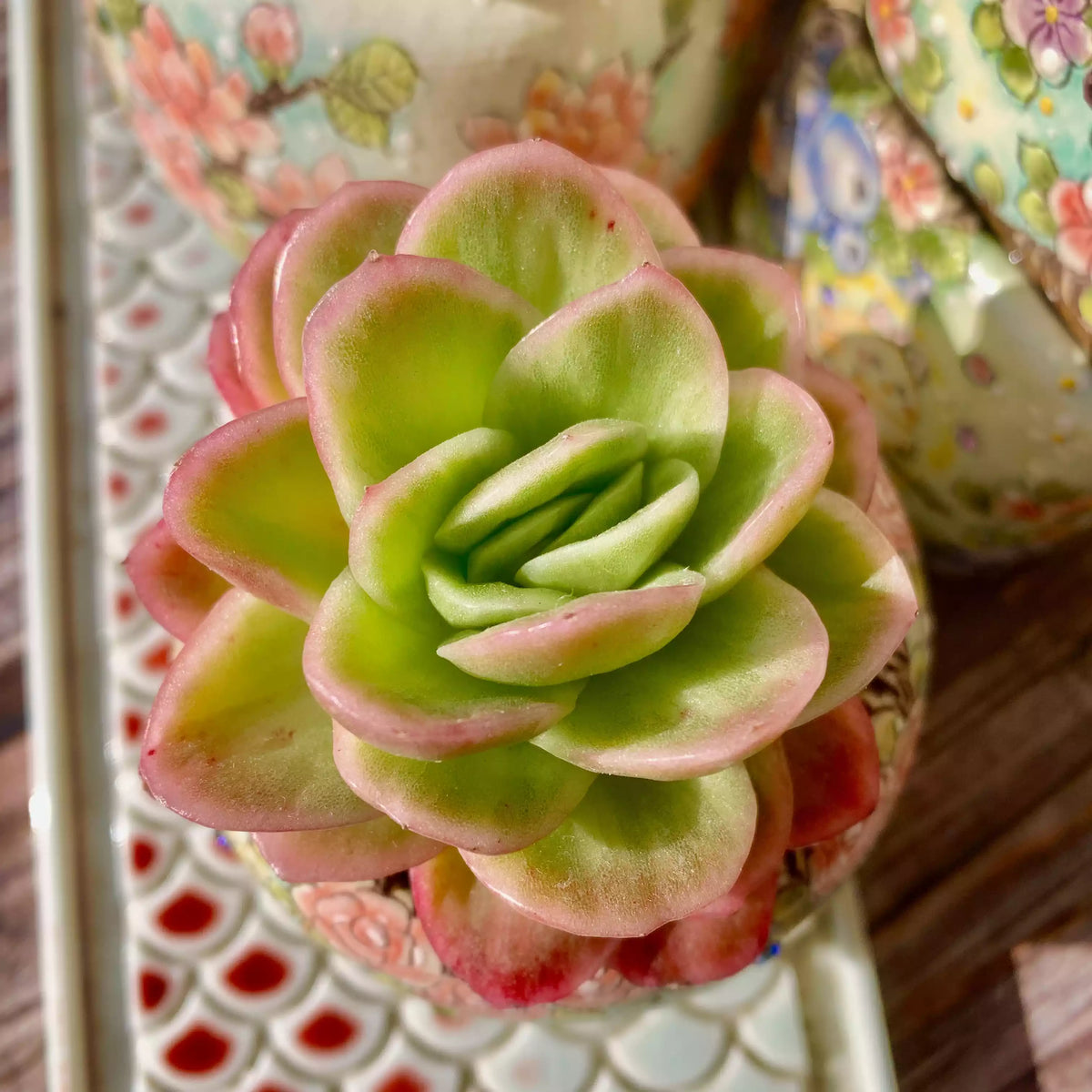 Echeveria Ice Rose Variegated