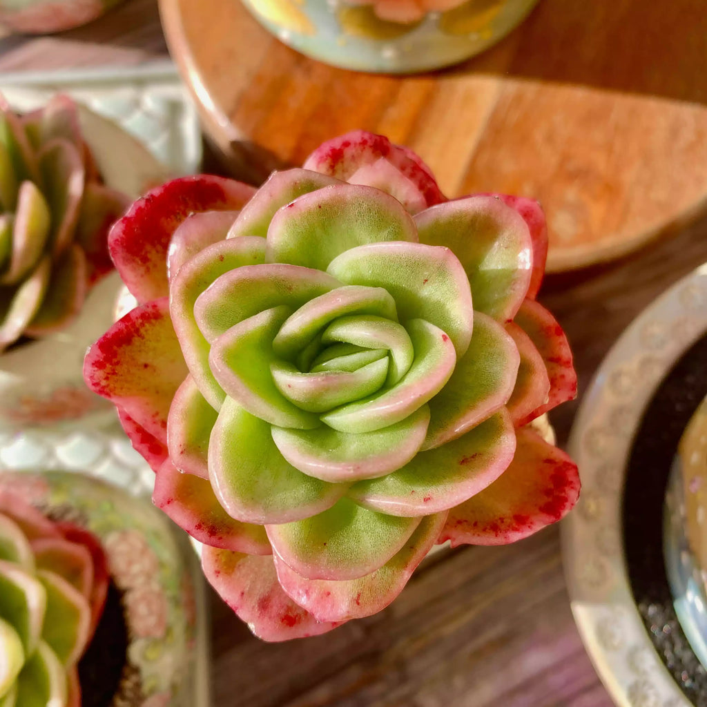 Echeveria Ice Rose Variegated