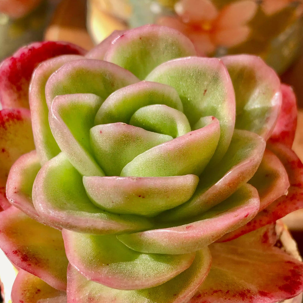 Echeveria Ice Rose Variegated