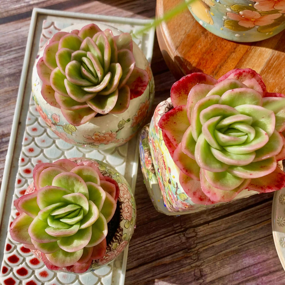 Echeveria Ice Rose Variegated