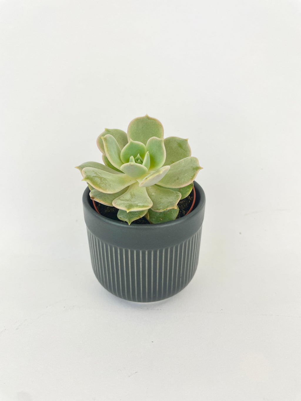Echeveria Lola Succulent