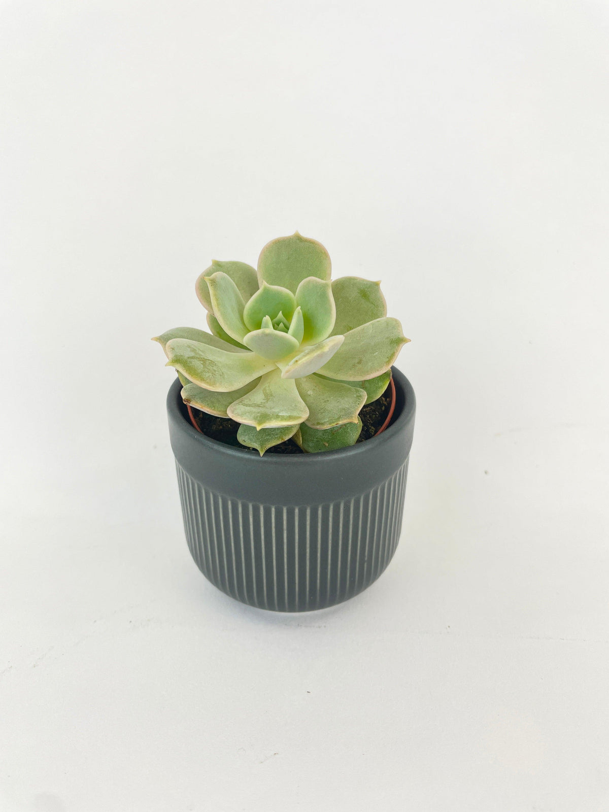 Echeveria Lola Succulent