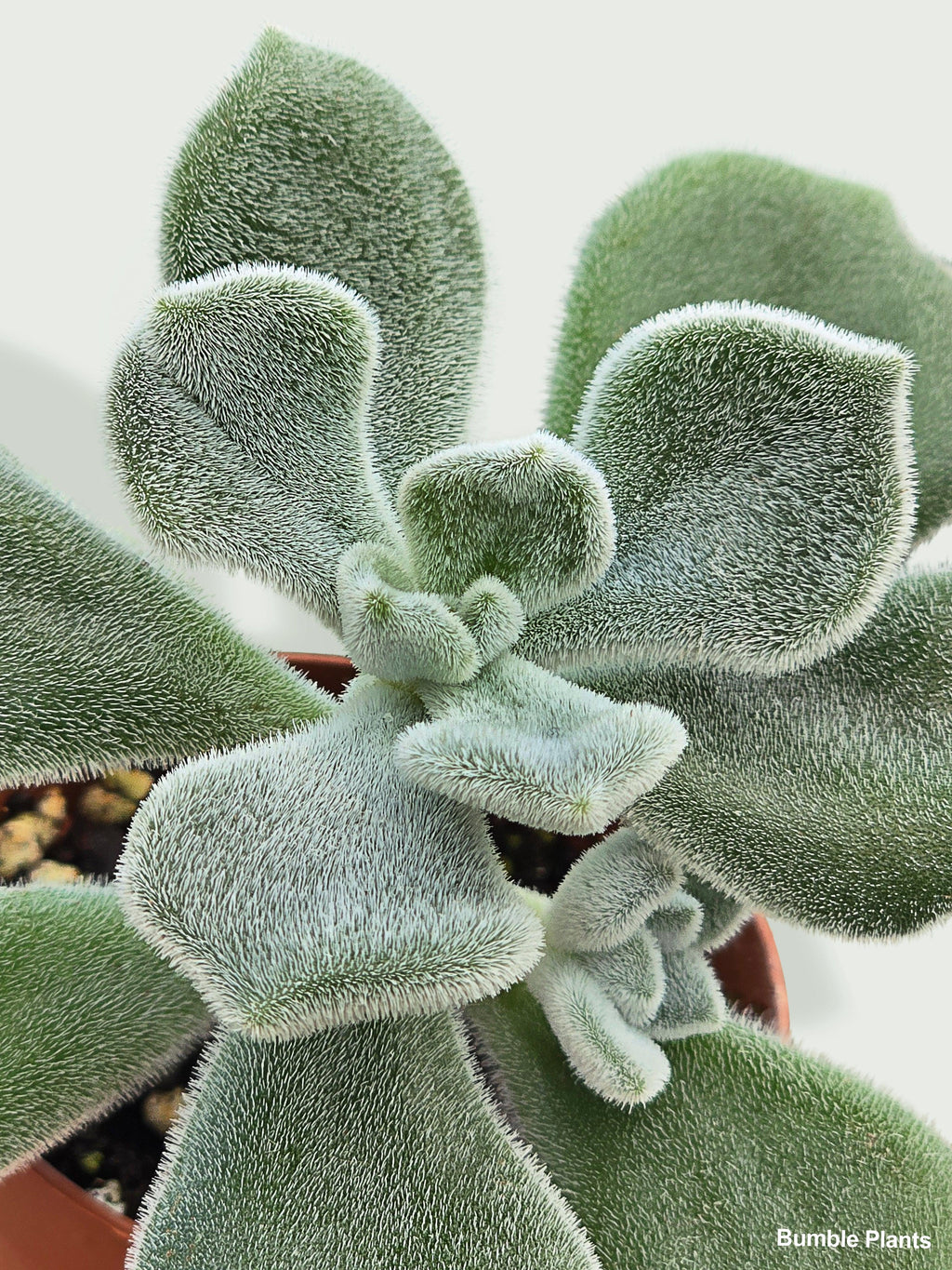 Echeveria Pulvinata 'Frosty'