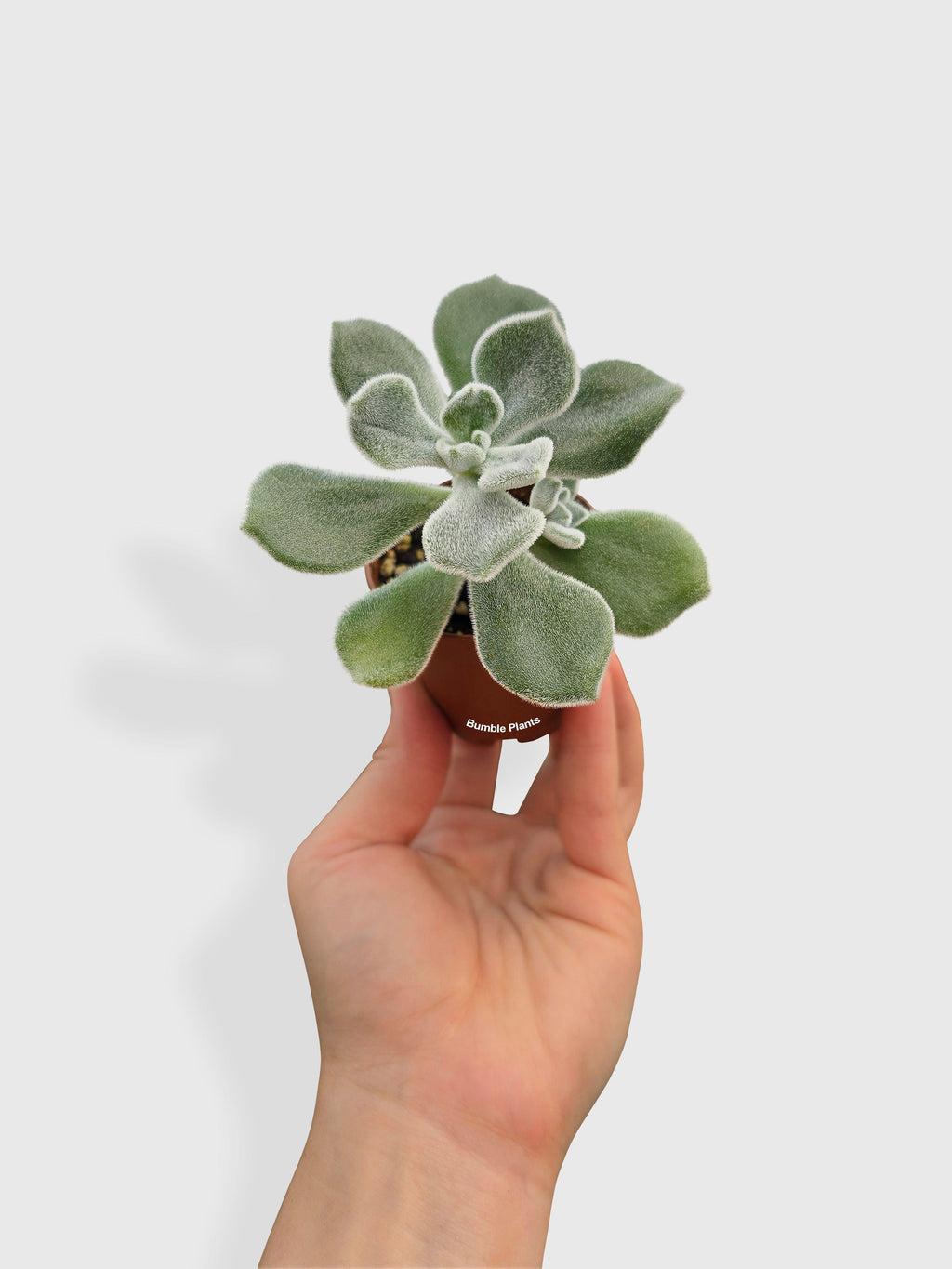 Echeveria Pulvinata 'Frosty'