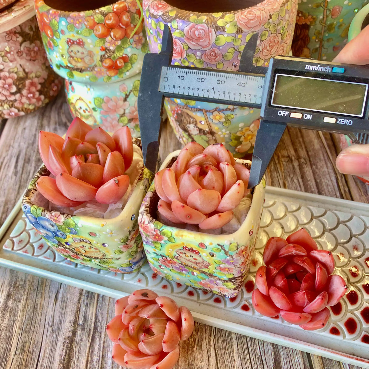 Echeveria Red Wine Champagne