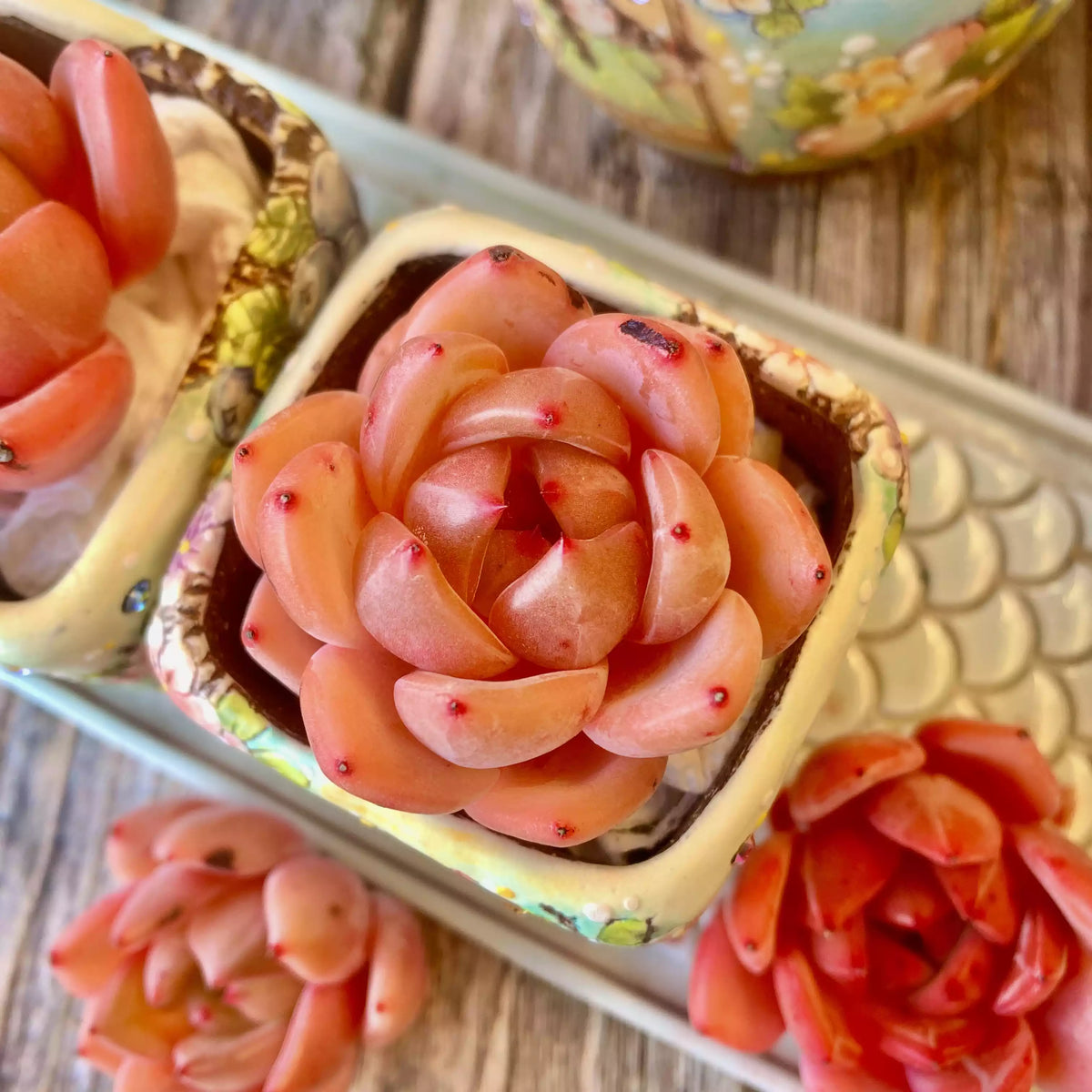 Echeveria Red Wine Champagne