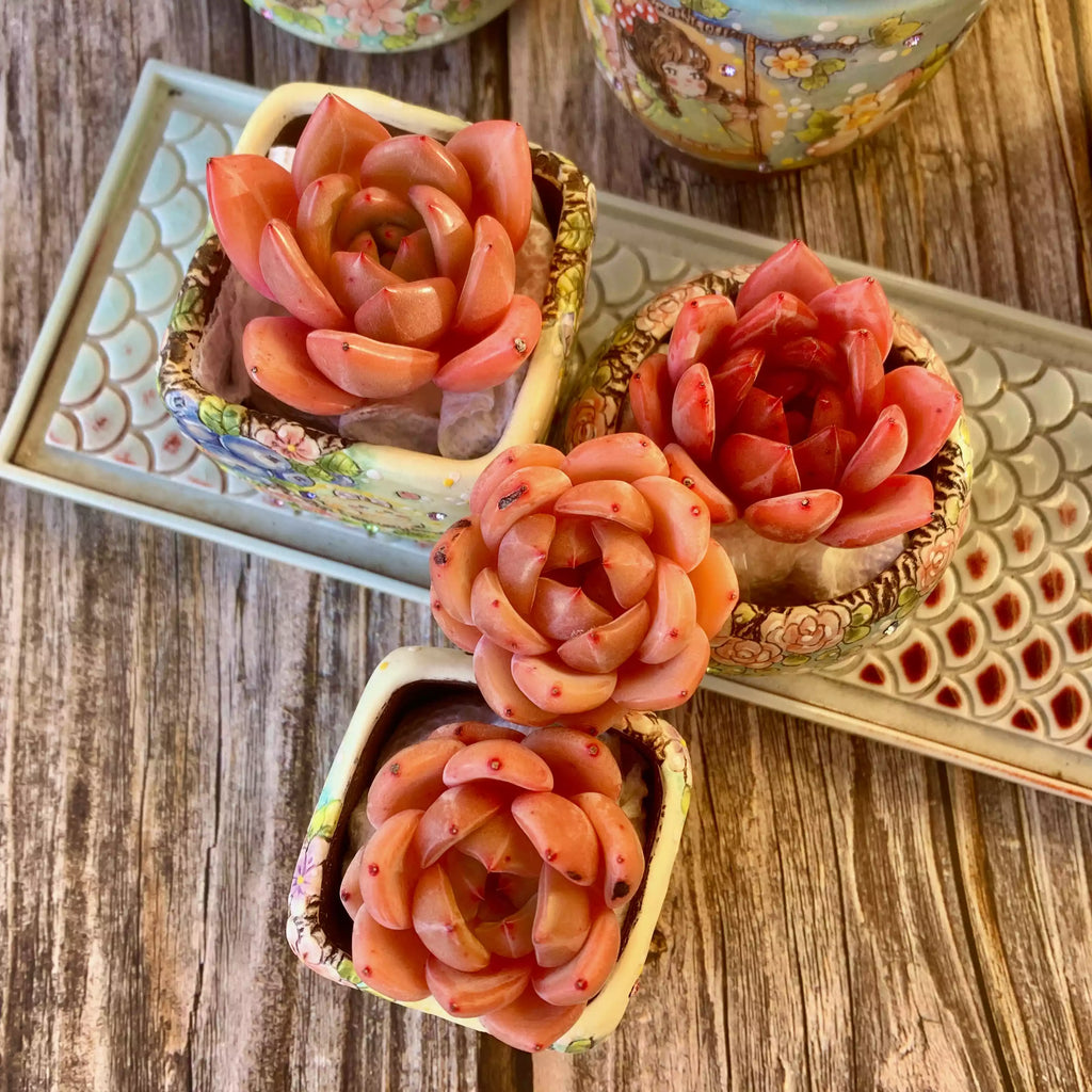 Echeveria Red Wine Champagne