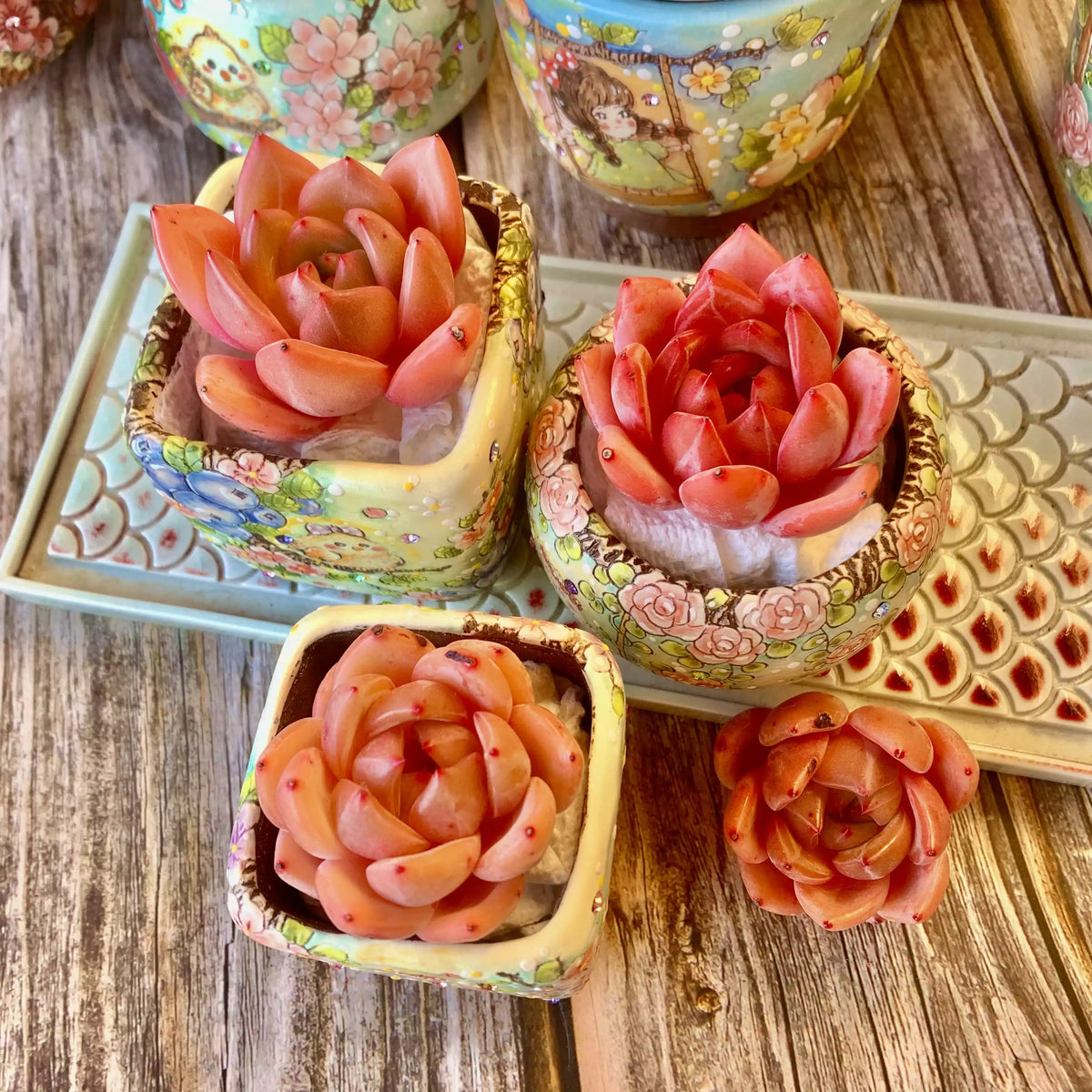Echeveria Red Wine Champagne