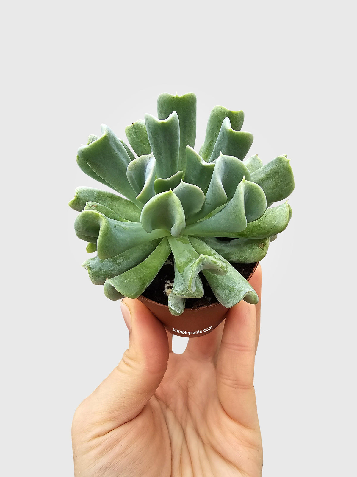 Echeveria Runyonii Topsy Turvy Succulent