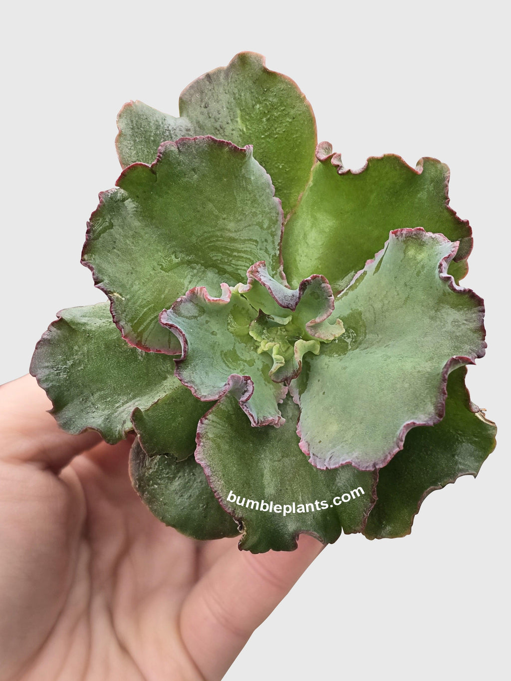 Echeveria Zorro Succulent