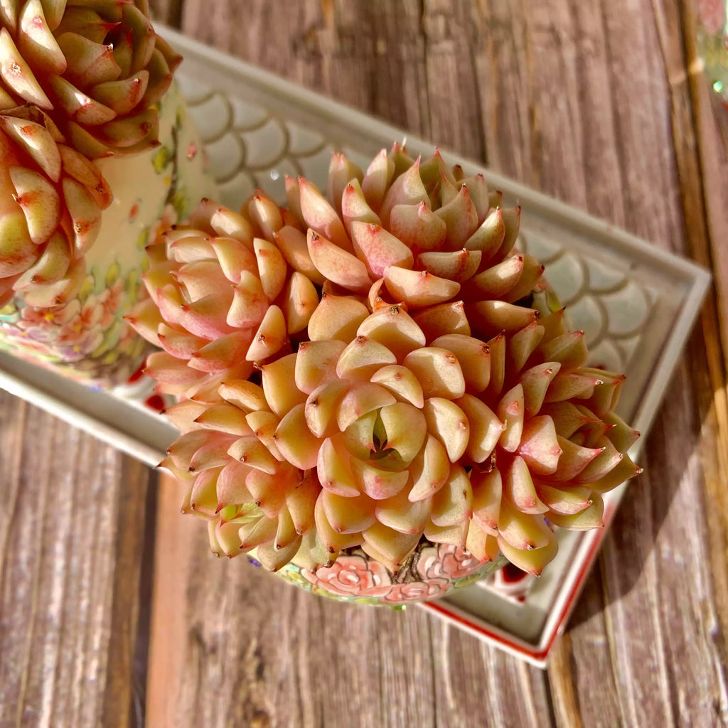 Echeveria Ben Badis