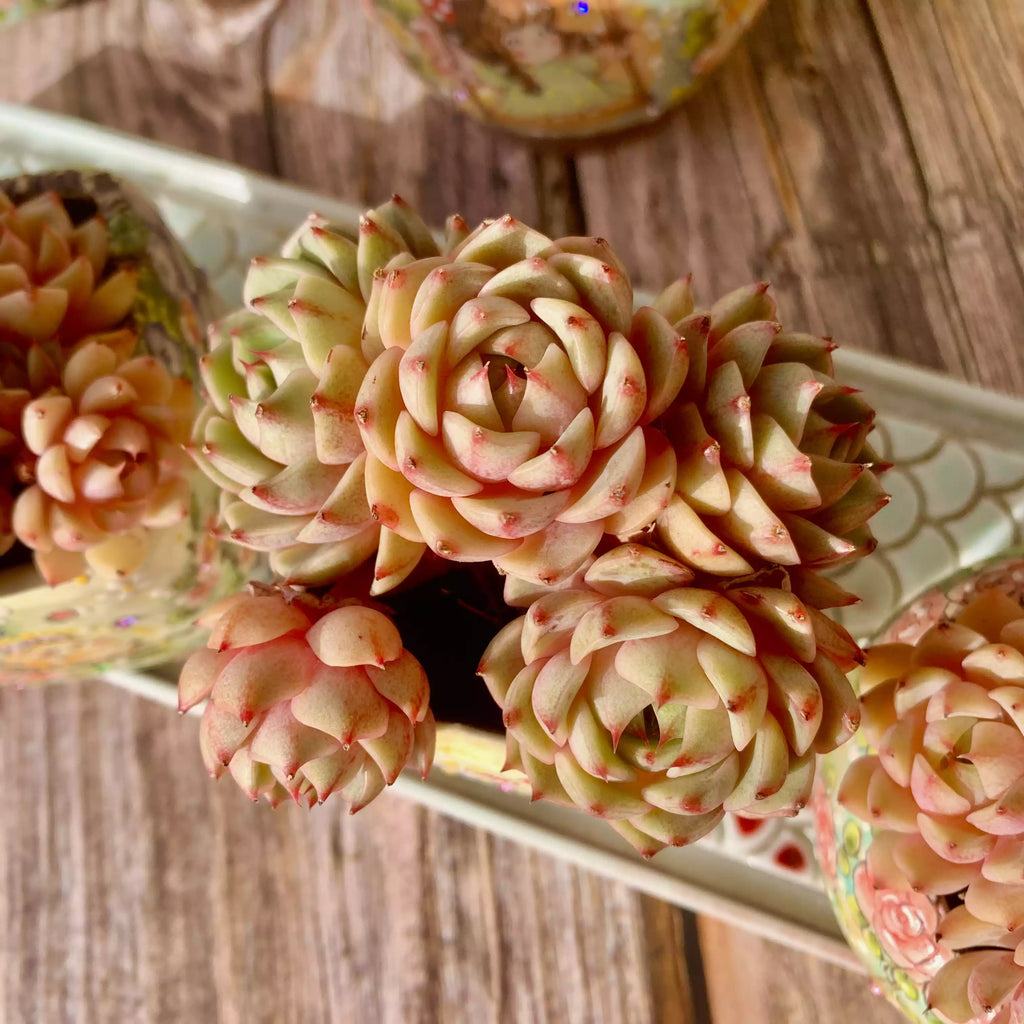 Echeveria Ben Badis