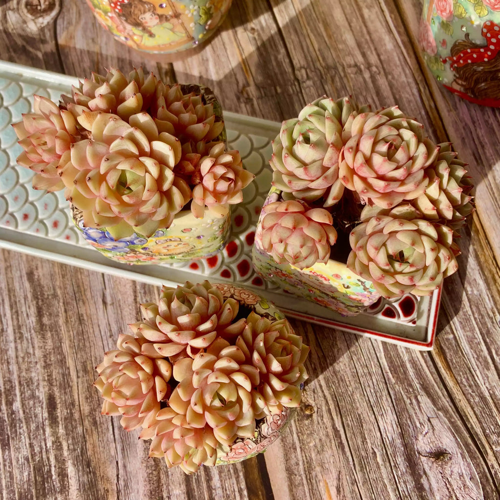 Echeveria Ben Badis
