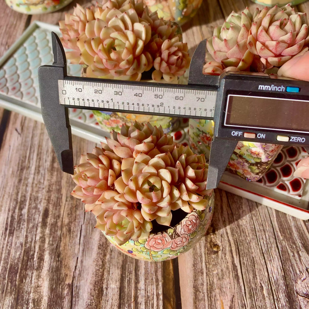 Echeveria Ben Badis