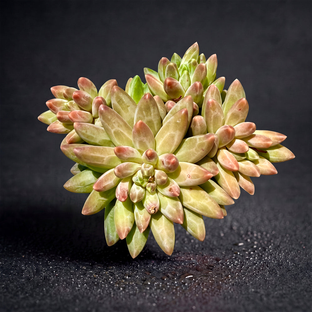 Echeveria 'Icarus' Cluster 3"-3.5" Diameter