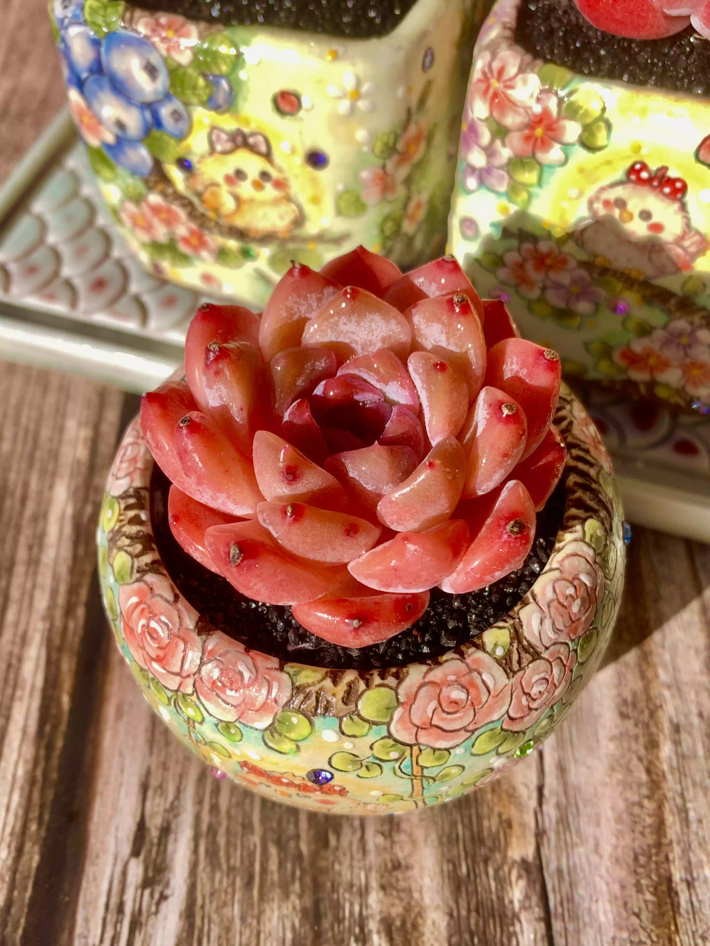Echeveria Little Beauty