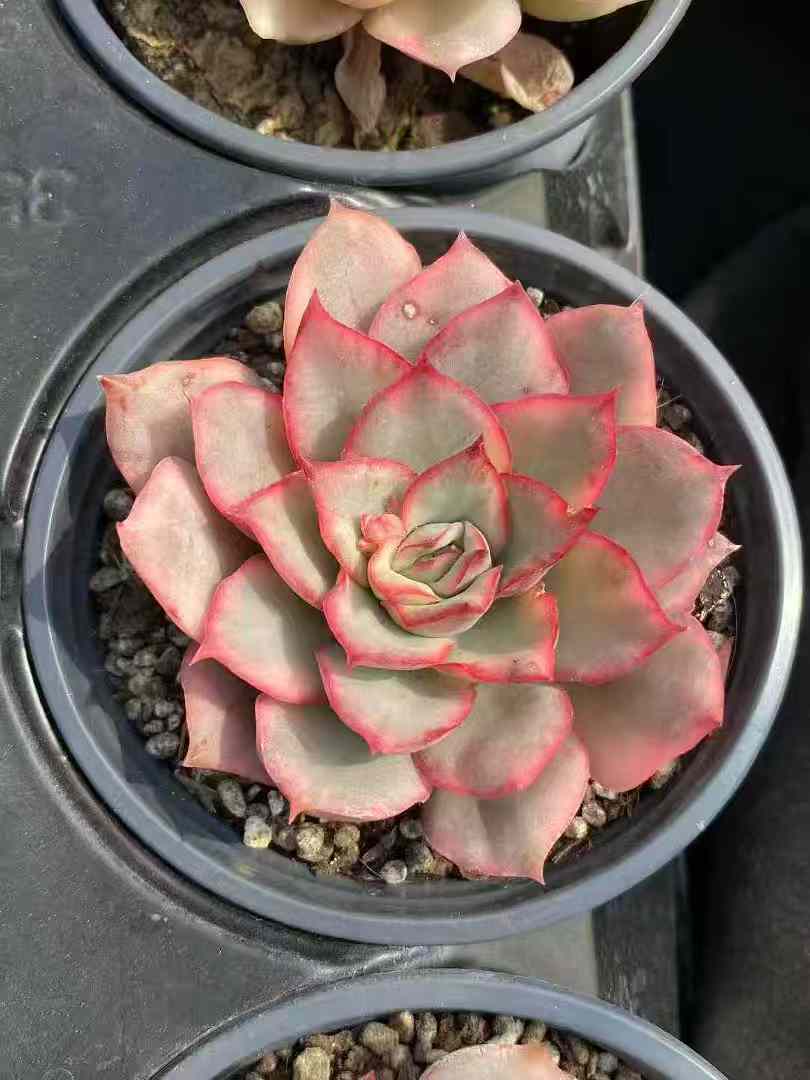 Echeveria 'Moon Goddess' Variegata - Suitable for Indoor or Outdoor Growing