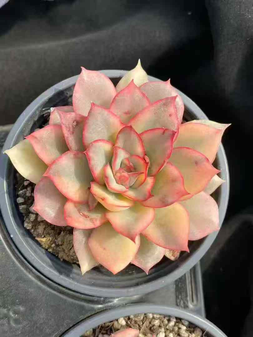 Echeveria 'Moon Goddess' Variegata - Suitable for Indoor or Outdoor Growing
