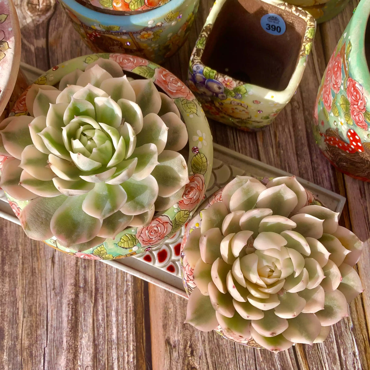 Echeveria Onslow Variegata