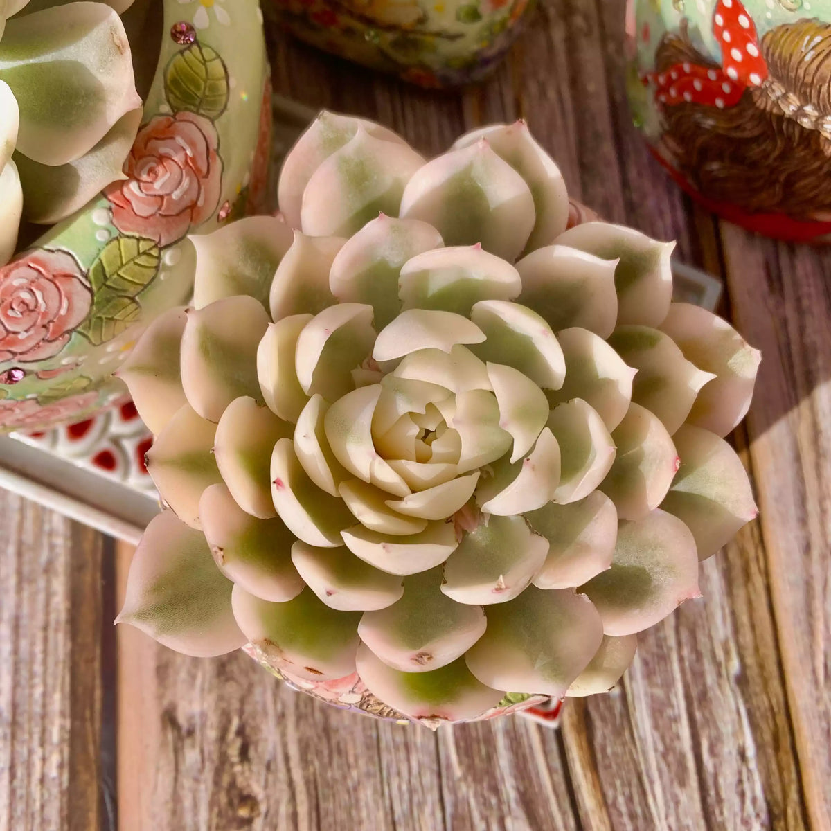 Echeveria Onslow Variegata