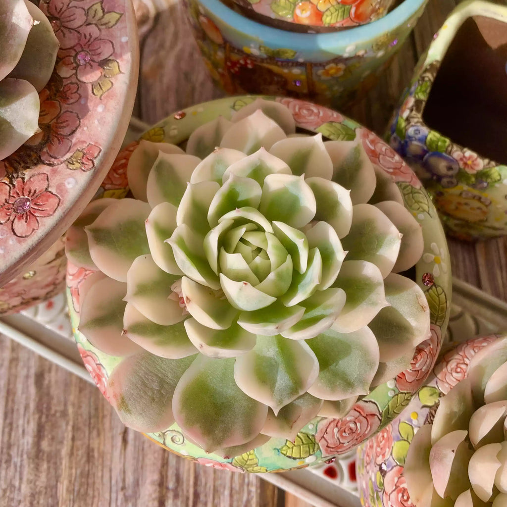 Echeveria Onslow Variegata