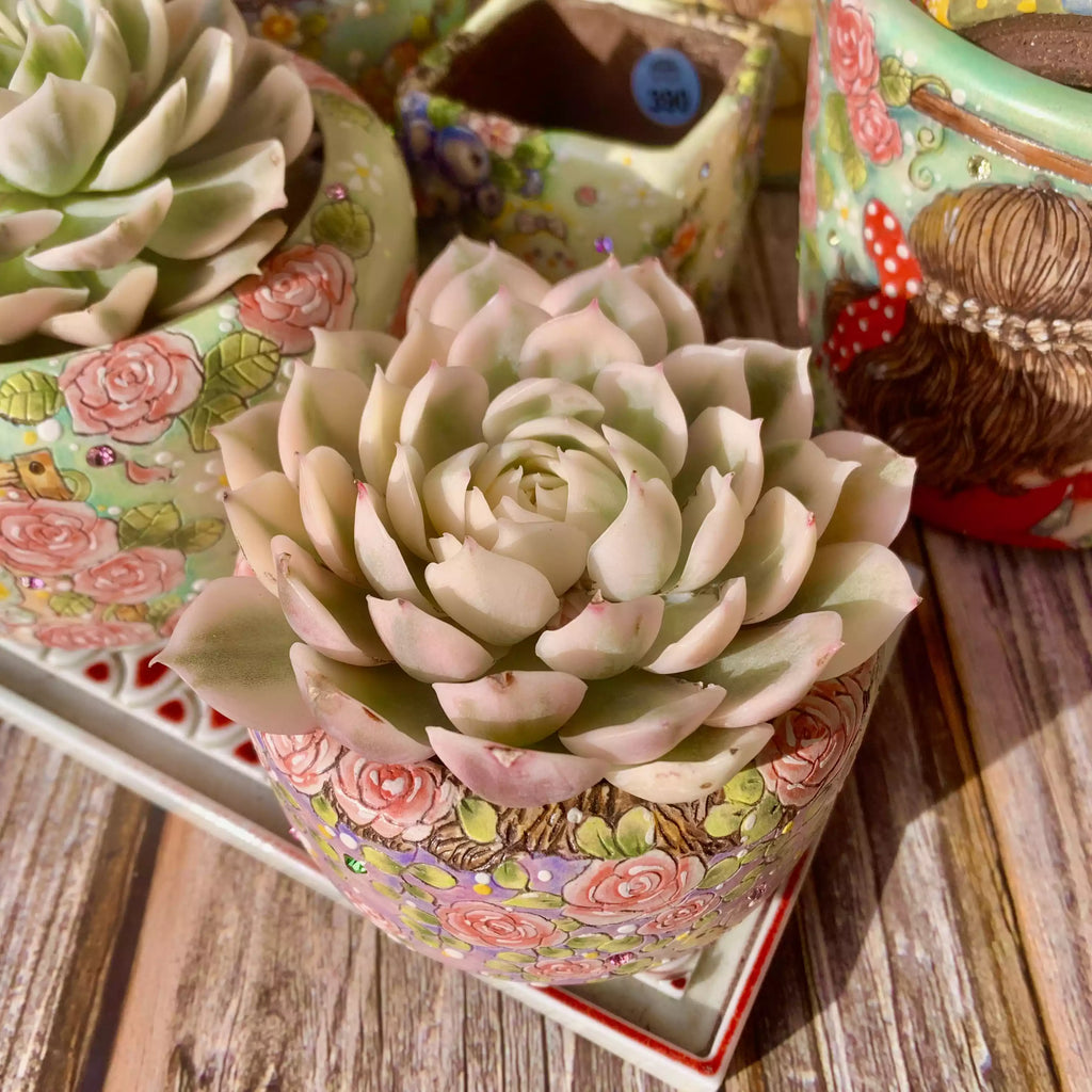 Echeveria Onslow Variegata