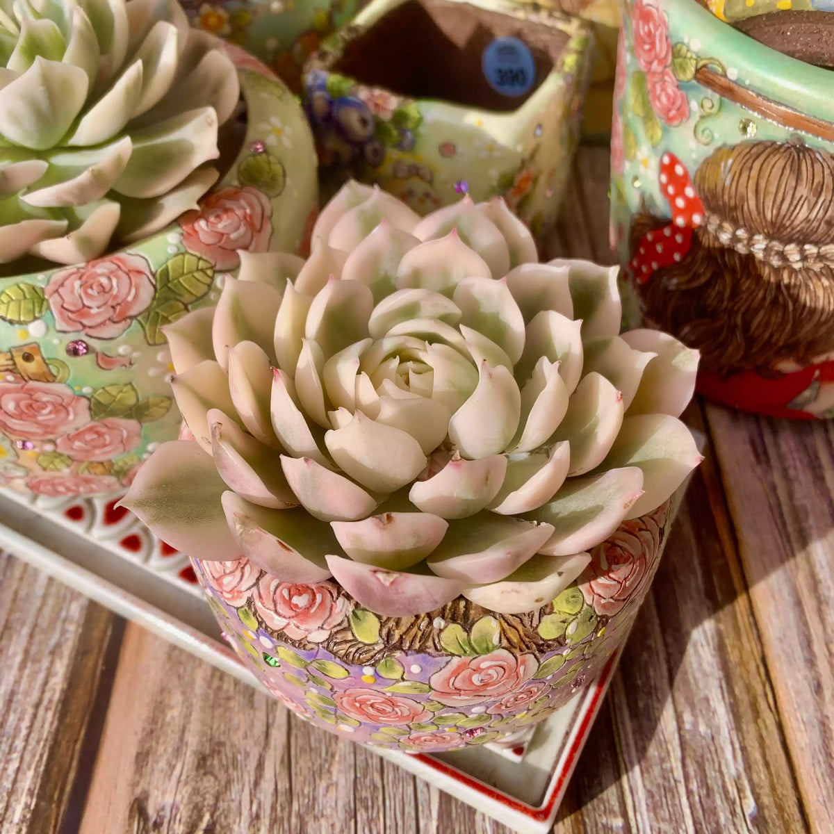 Echeveria Onslow Variegata