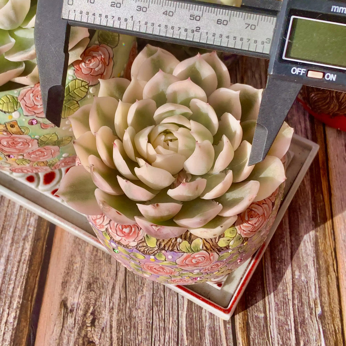 Echeveria Onslow Variegata