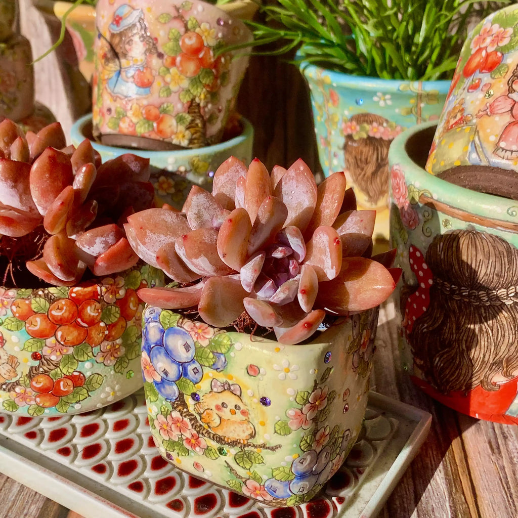 Echeveria Orange Monroe