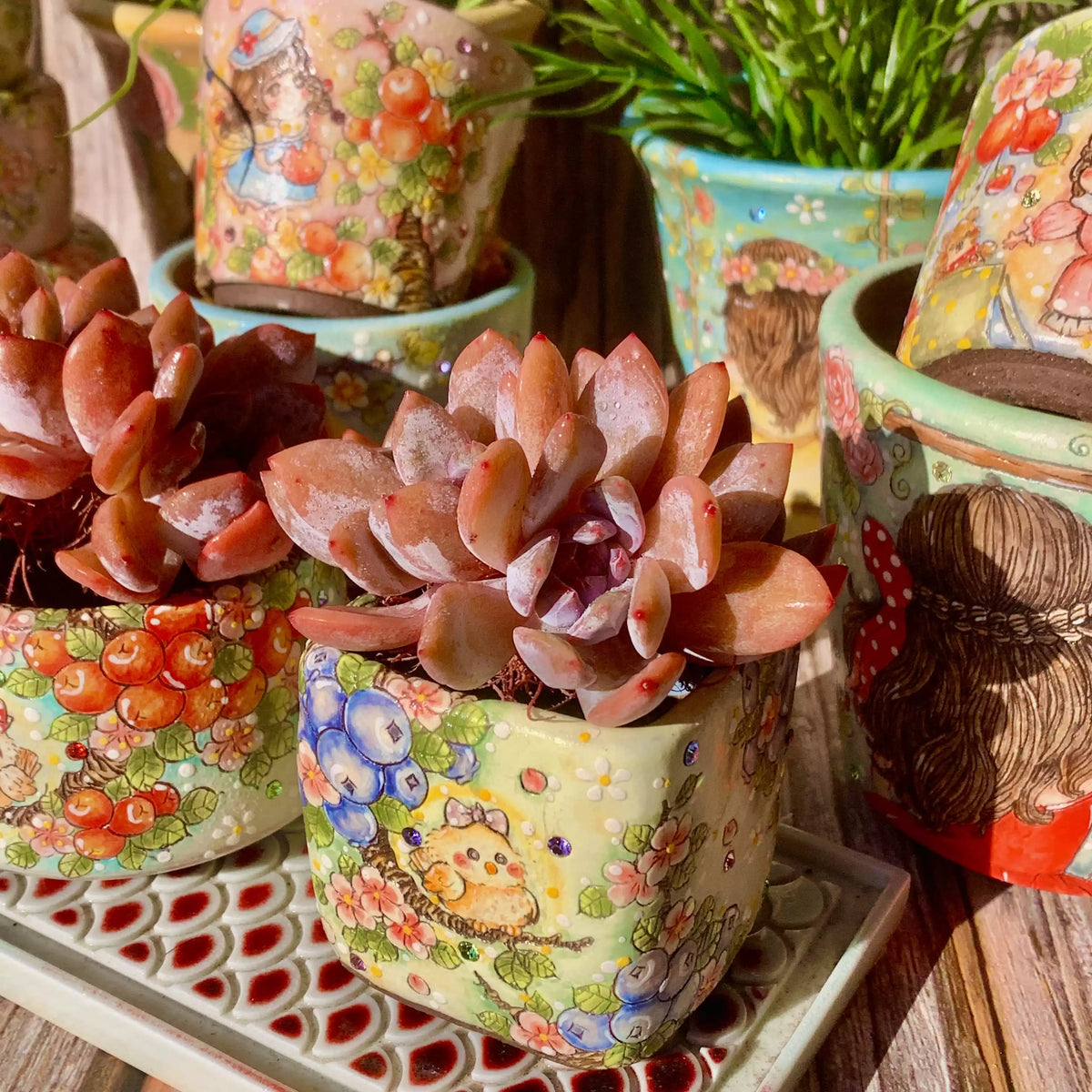 Echeveria Orange Monroe