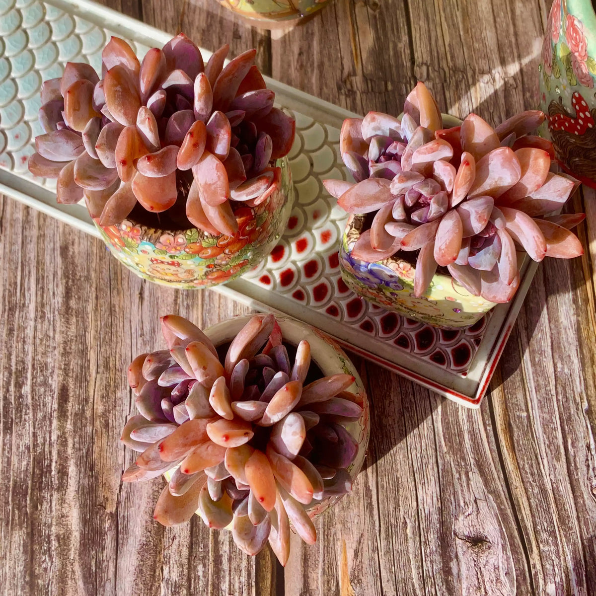 Echeveria Orange Monroe
