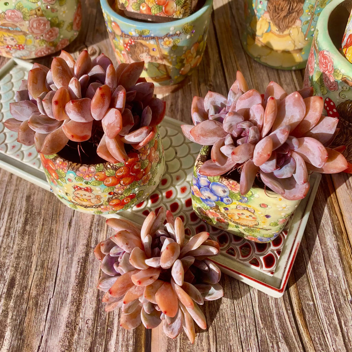 Echeveria Orange Monroe